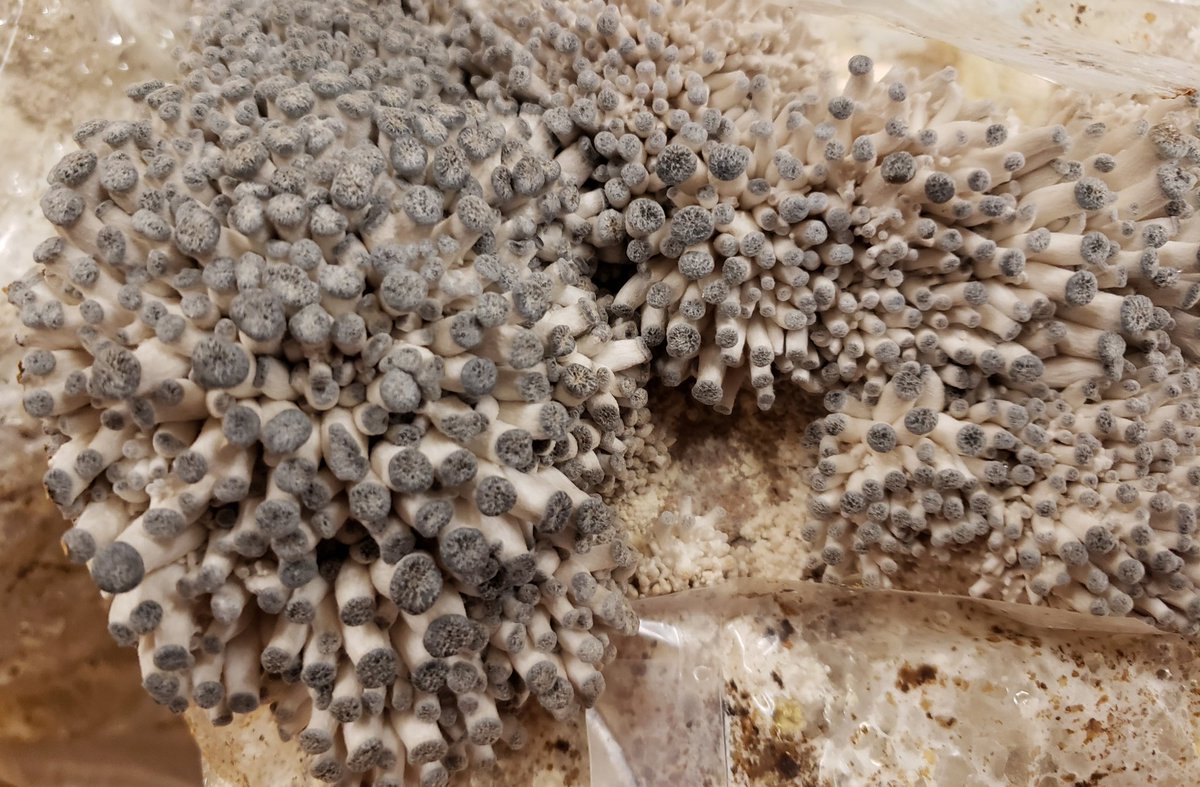 Grandrivermushrooms tweet media