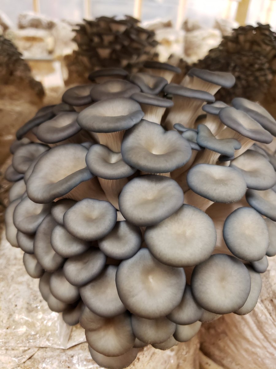 Grandrivermushrooms tweet media
