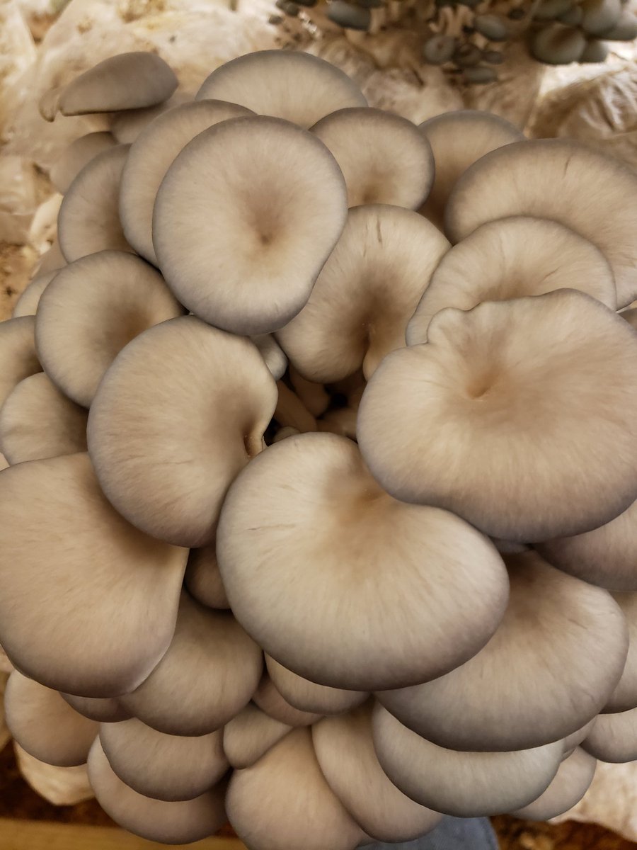 Growth stages of our blue oyster mushrooms. This fascinating cycle happens in about 4 days. 
#mushrooms #farm #FridayFact