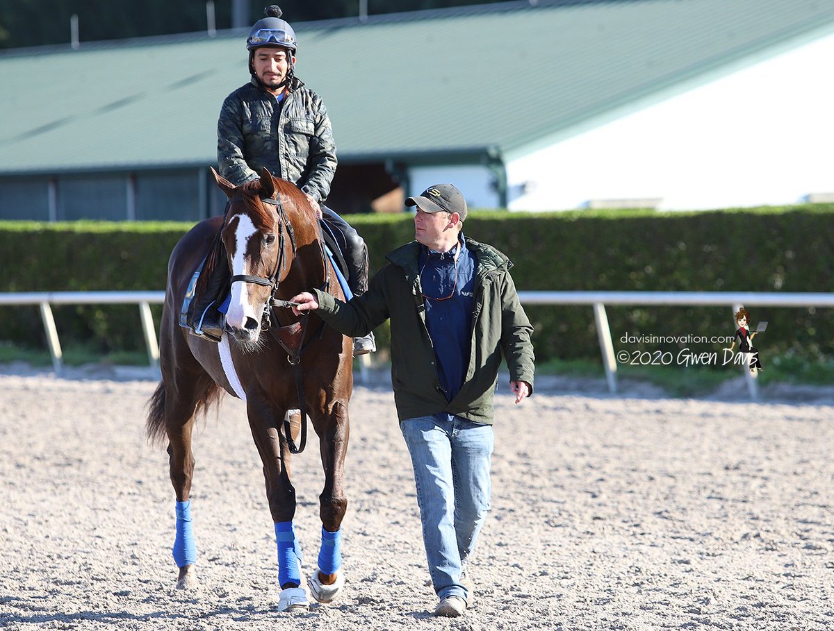 InnovationDavis's tweet photo. Trainer @SweezeyK sends Phat Man out for a jog this morning before tomorrow's go in the G2 @GulfstreamPark Mile. @jjcjockey with the mount. #phatman https://t.co/y28LB5GaRK