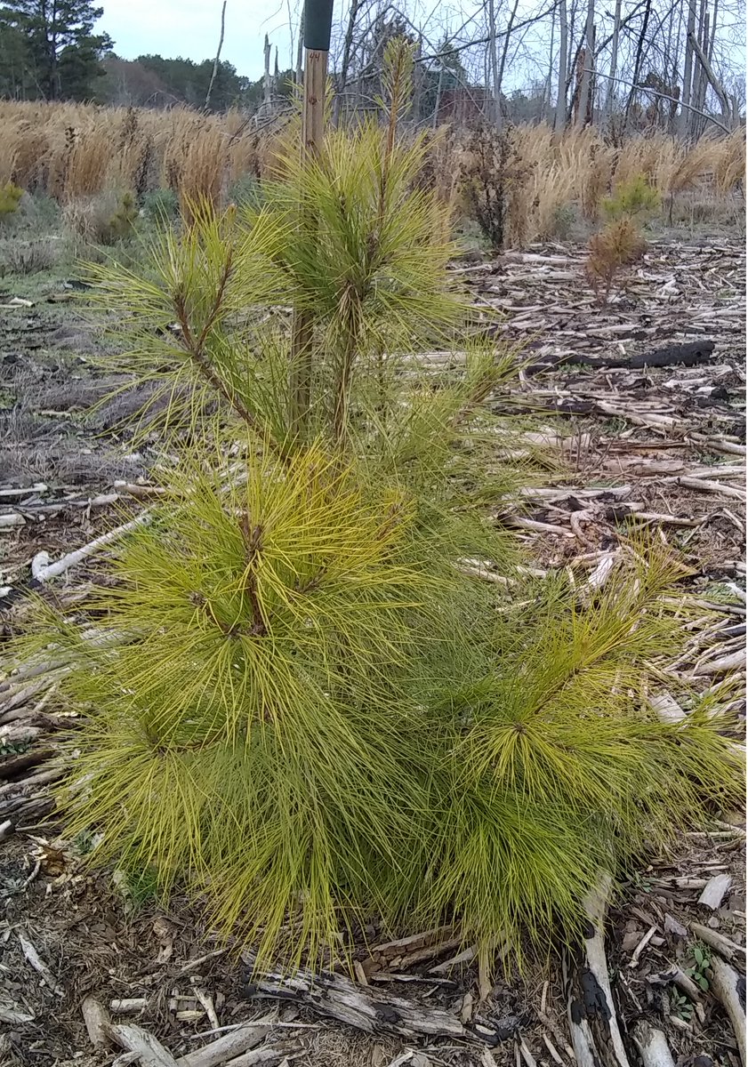 TreeFarmFamily's tweet image. At start of second year of growth this seedling is at 44 inches high.  Wish all were that height, but average is between 2 and 3 feet which is still very good.  Survivability exceeds 97%.  Great start to a future plantation for our children and grandchildren.