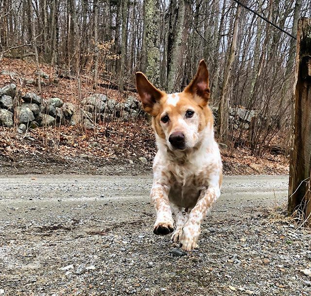 LarkinAndLarkin's tweet photo. ok but have u ever seen a cow mixed with s seal mixed with a fox mixed with a sausage *flying*?? https://t.co/AG7MyZSVh9 https://t.co/RFbpC5R6el