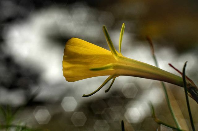 Narcissus bulbocodium L.
Como le pasa a otras especies de su género, su existencia está ligada a las orillas de los ríos, como esta del río #Mandeo a su paso por el Barranco da Loba.
#Aranga #Coruña #Galicia #NWSpain
+Info &amp; fotos: floradegalicia.wordpre… ift.tt/32AR3TB