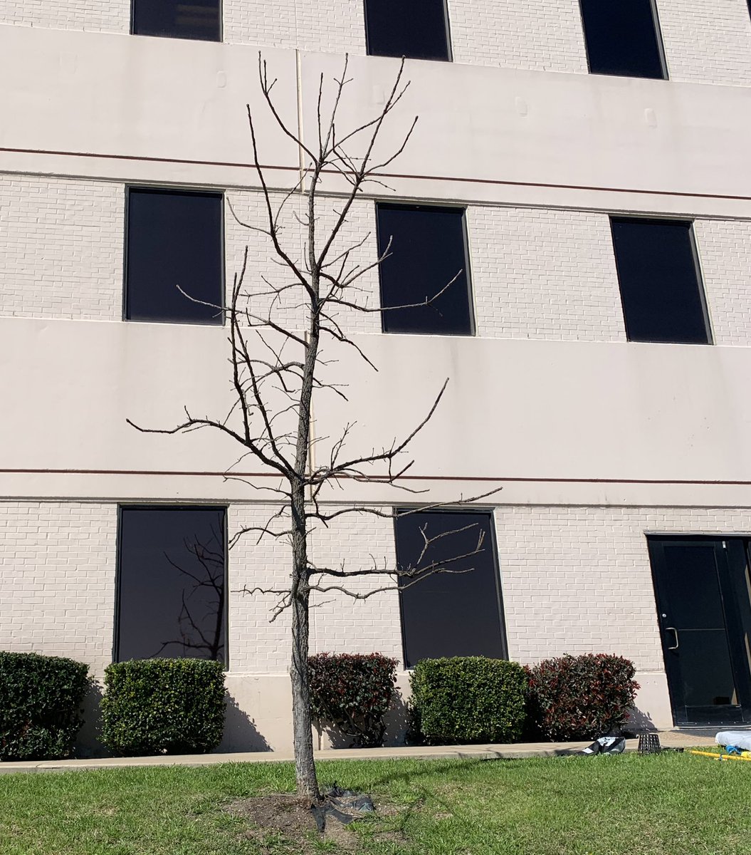 treevangelist's tweet photo. Completed structural pruning and crown raising on our #tfs100 burr oak for the 4th year in Austin @TXForestService office.  From #3 (gallon) to 5-inch caliper in just over 4years. #forestryinaction https://t.co/OSbiDTXsWr