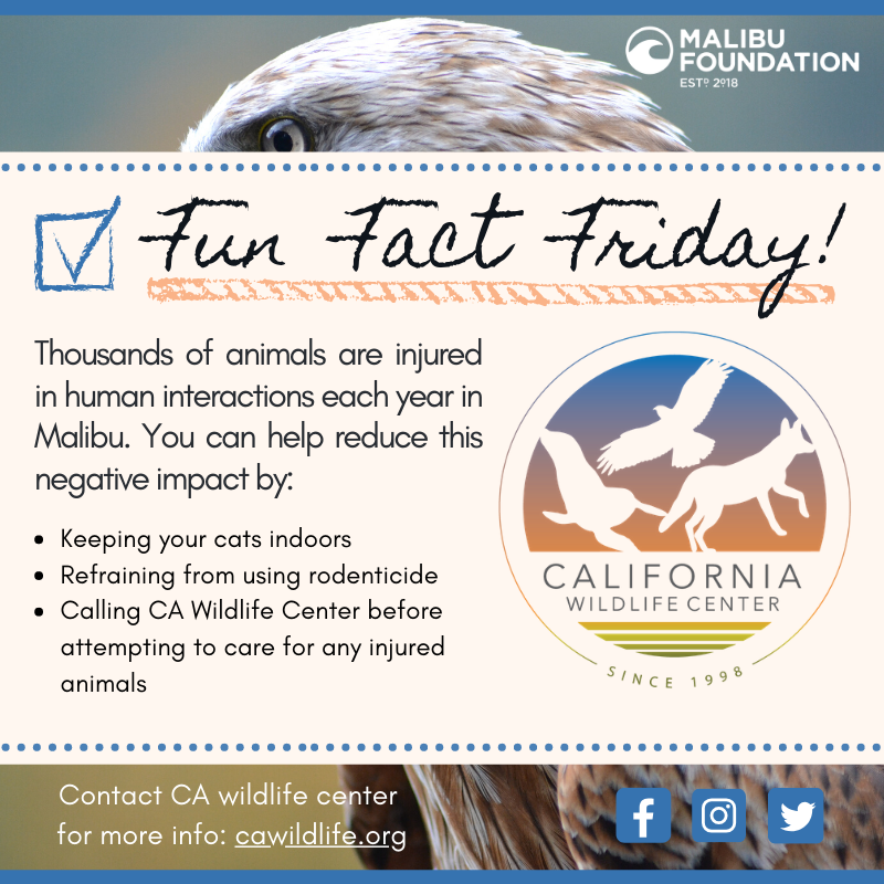 Malibu Foundation tweet media