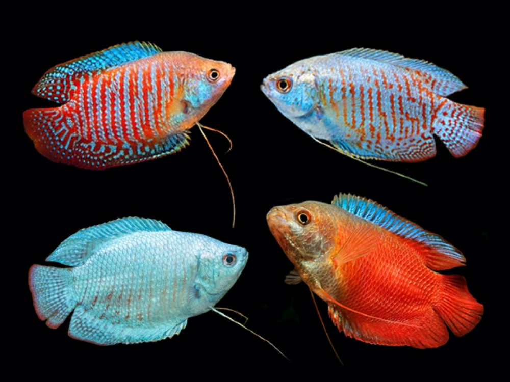 ADirectrory's tweet photo. Order Assorted Dwarf Gouramies (Males) with confidence!
Price starts from 2.10 GBP
Tag a friend who would love this!
Get it here ---> https://t.co/NE3cdG7FTg
#assorted #dwarf #gouramies #lalius #male #trichogaster
#copepods https://t.co/ZfePb2ZNQP