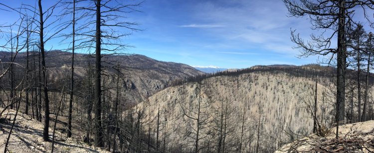 michellecarole's tweet photo. New @UW_SEFS and @usfs_pnwrs research shows that thinning and prescribed burns protected forests during the massive 2014 #CarltonComplex wildfire.
https://t.co/jZzrYGghYm https://t.co/kG78FeM81q