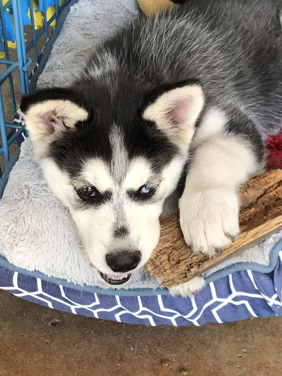 Mika 🐶🥰