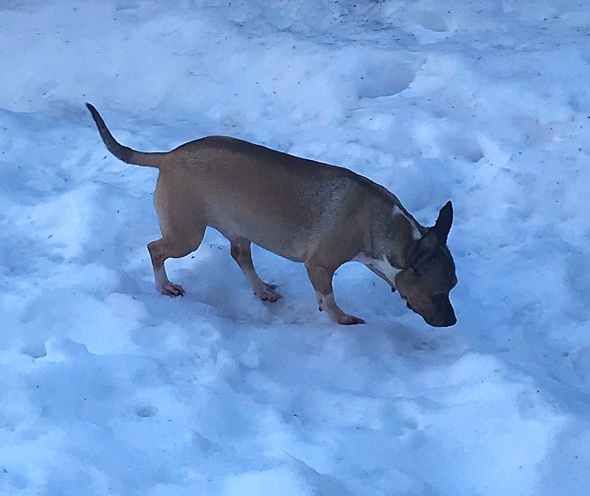 sarahanunn's tweet photo. Eli doing the tip tip tippy toe thing across the icy snow.
βοΈβοΈβοΈβοΈ
#SlippySlidey #FridayFeeling #HeNeedsIceSkates #winter #RescueDog #Hooligan #Chiweenie #DogTwitter #DogsofTwittter https://t.co/l1pyPs38L2