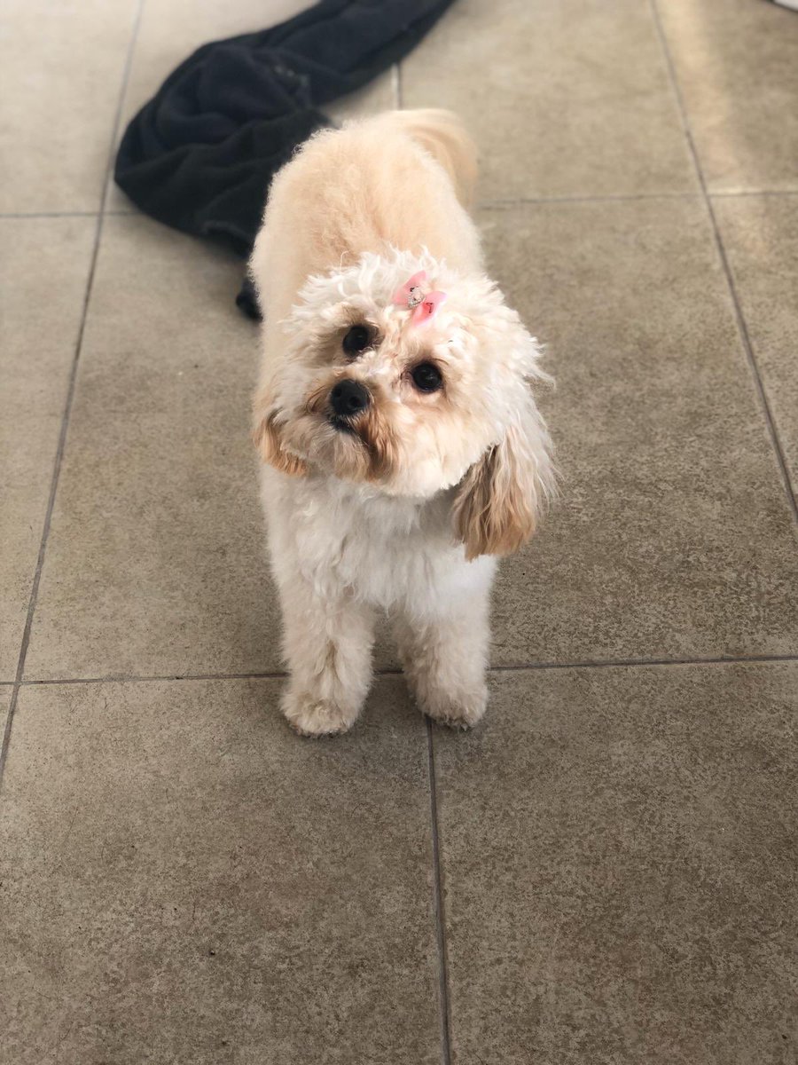 WAGSLIVERPOOL's tweet photo. #DogsofTwittter #dogsofinstagram #liverpooldogs #dogsofliverpool #scousepups #scousepets #scousedogs #labrador #yorkshire #terrier #jackrussell #puppy https://t.co/IaR3baQ6wG