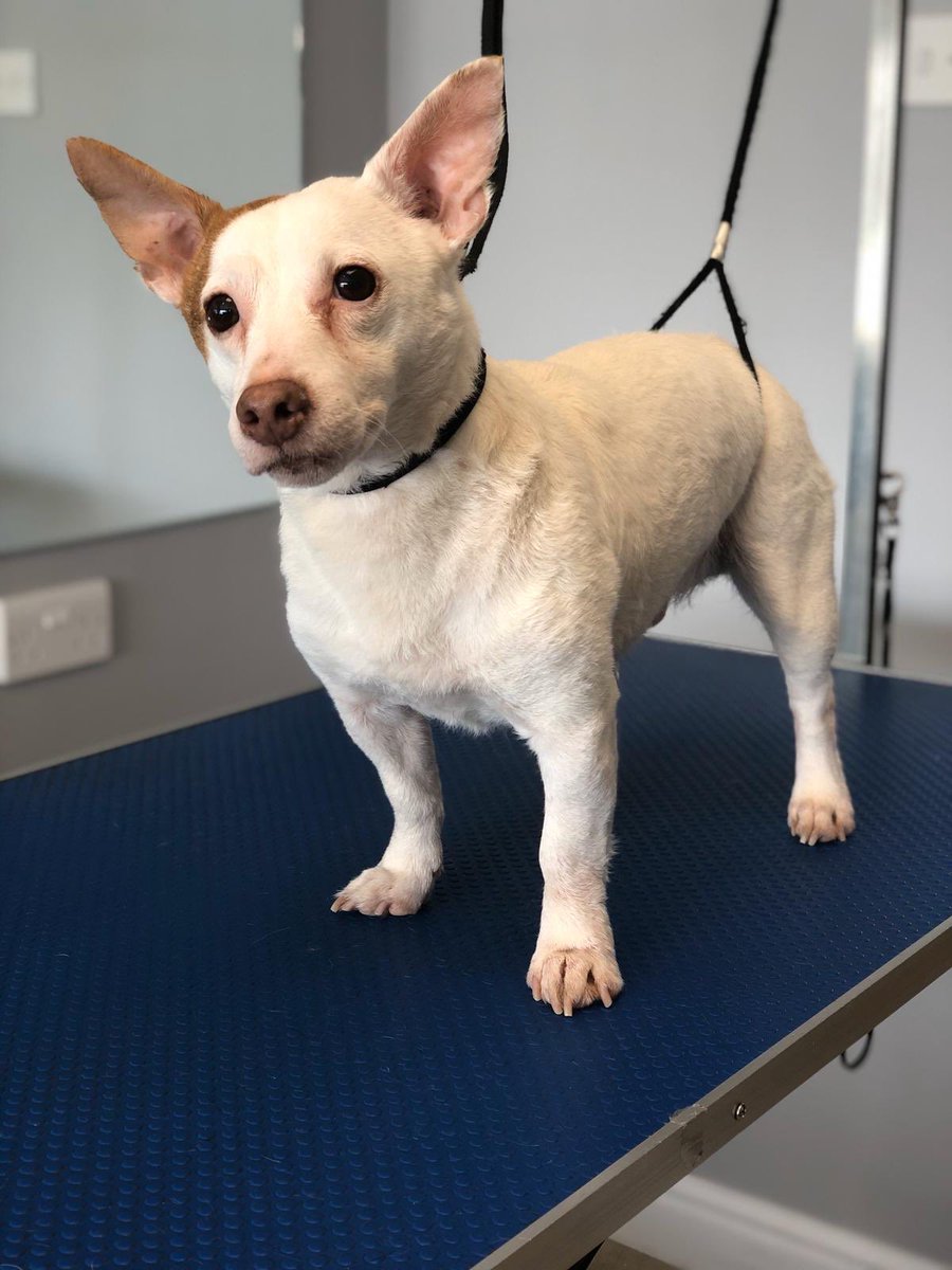 WAGSLIVERPOOL's tweet photo. #DogsofTwittter #dogsofinstagram #liverpooldogs #dogsofliverpool #scousepups #scousepets #scousedogs #labrador #yorkshire #terrier #jackrussell #puppy https://t.co/IaR3baQ6wG
