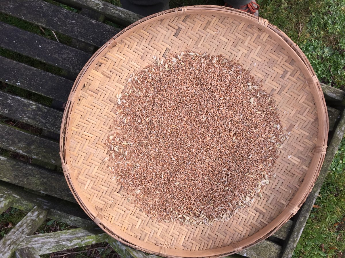 It's #RealBreadWeek and I've been baking with the last of the heritage wheat which I grew in a field near home. Bread is a reminder of the earth's abundance - photons of light, nutrients in the soil and a bit of hard yakka made into something delicious to eat.