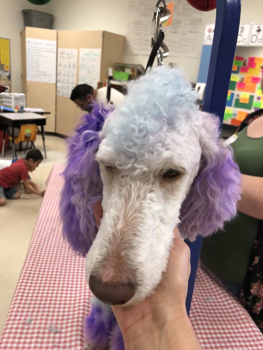 ColtElementary's tweet photo. Dog grooming ⁦@ColtElementary⁩ STEAM day  #coltlives212 #coltriseup https://t.co/gXdKCeNLoc