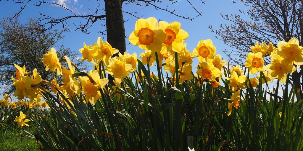 LandlordLoop's tweet image. 🏴󠁧󠁢󠁷󠁬󠁳󠁿 Dydd Gŵyl Dewi Hapus! 🏴󠁧󠁢󠁷󠁬󠁳󠁿 #HappyStDavidsDay