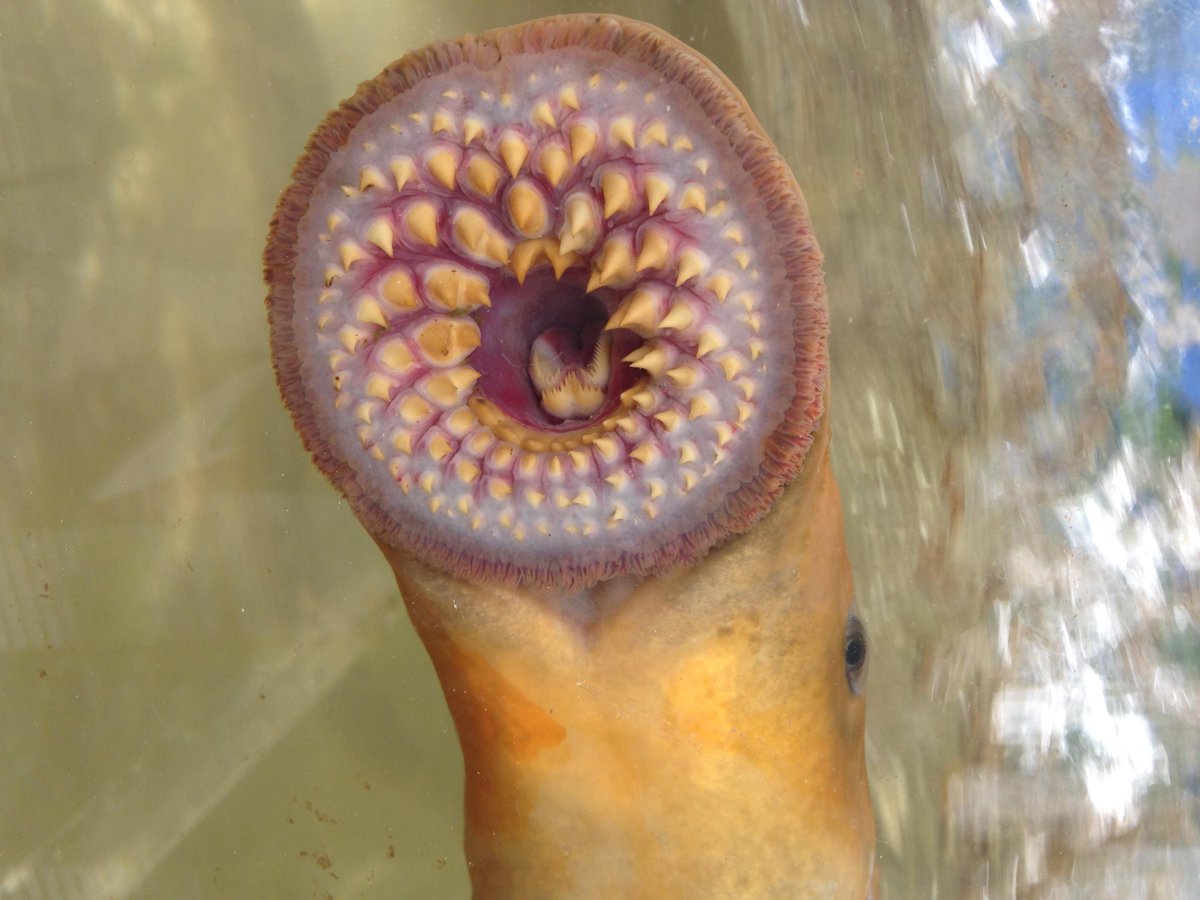 uofmbsgsa's tweet photo. We have another feature student Friday! Jessie is a masters student with Dr. Colin Garroway and Dr. Margaret Docker looking at invasive sea lamprey in the great lakes! 
Take a look below! @UMGradStudies @umanitobasci @um_research https://t.co/6Gp41V0tkl