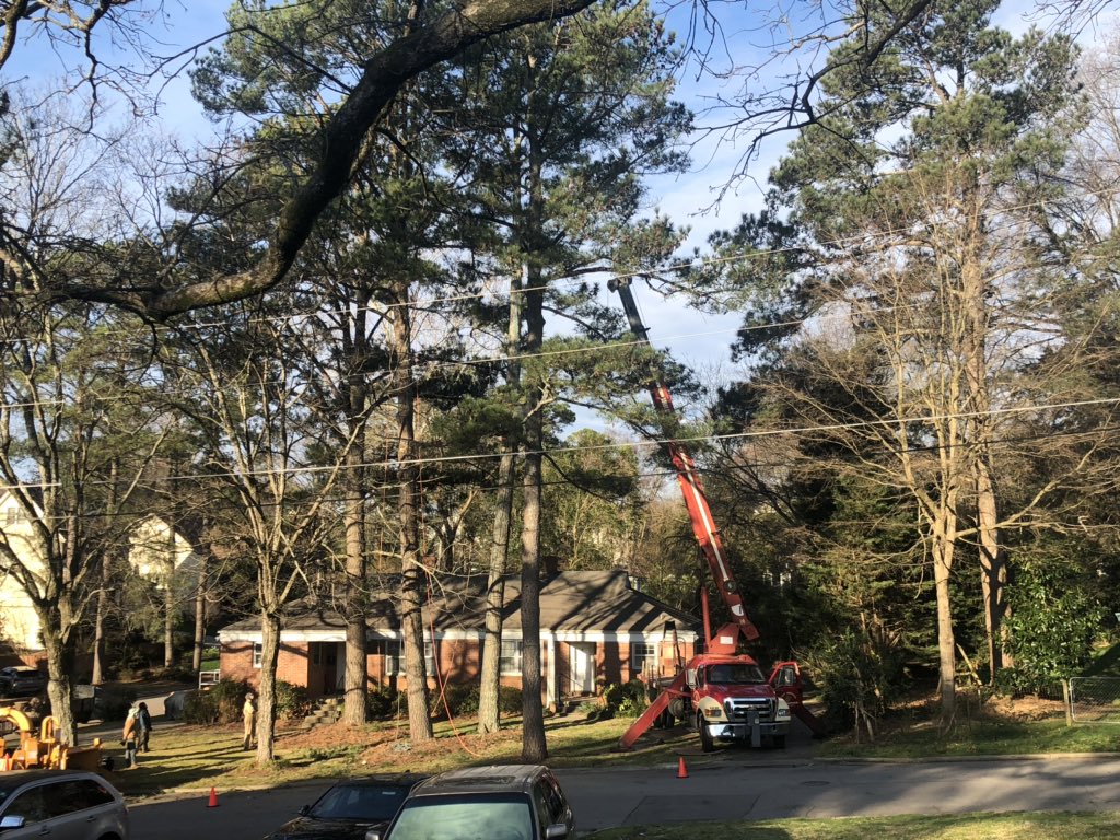LisaAngel's tweet image. Saying goodbye to 5 fully mature pines and the last bit of affordable housing on my street. #ralpol