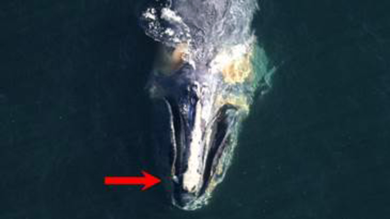 7News's tweet photo. Officials: Emaciated whale with buoy stuck in mouth may die off coast of Nantucket https://t.co/fCgmyXgFCT #7NEWS https://t.co/qXClNtgqzv