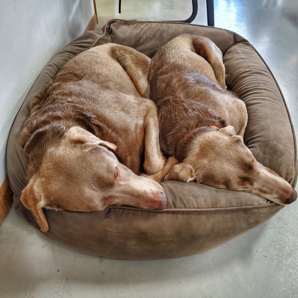 NordPower's tweet image. Henry &amp;amp; Baxter are preparing for our very busy Spring season that's coming up soon. No, they are not in hibernation, but some days you might sure think they are.

#nordpower #nordoutdoorpower #silverlabsofinstagram #silverlab #dogdays