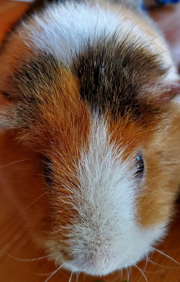 SpinItSocial's tweet photo. There is just too much going on in this world🙄😔! It's time to share some #cuteness!💖🐹💯 Love our girls! They are so sweet!
#DaisyBeanLife https://t.co/N7Og7iAZ4E