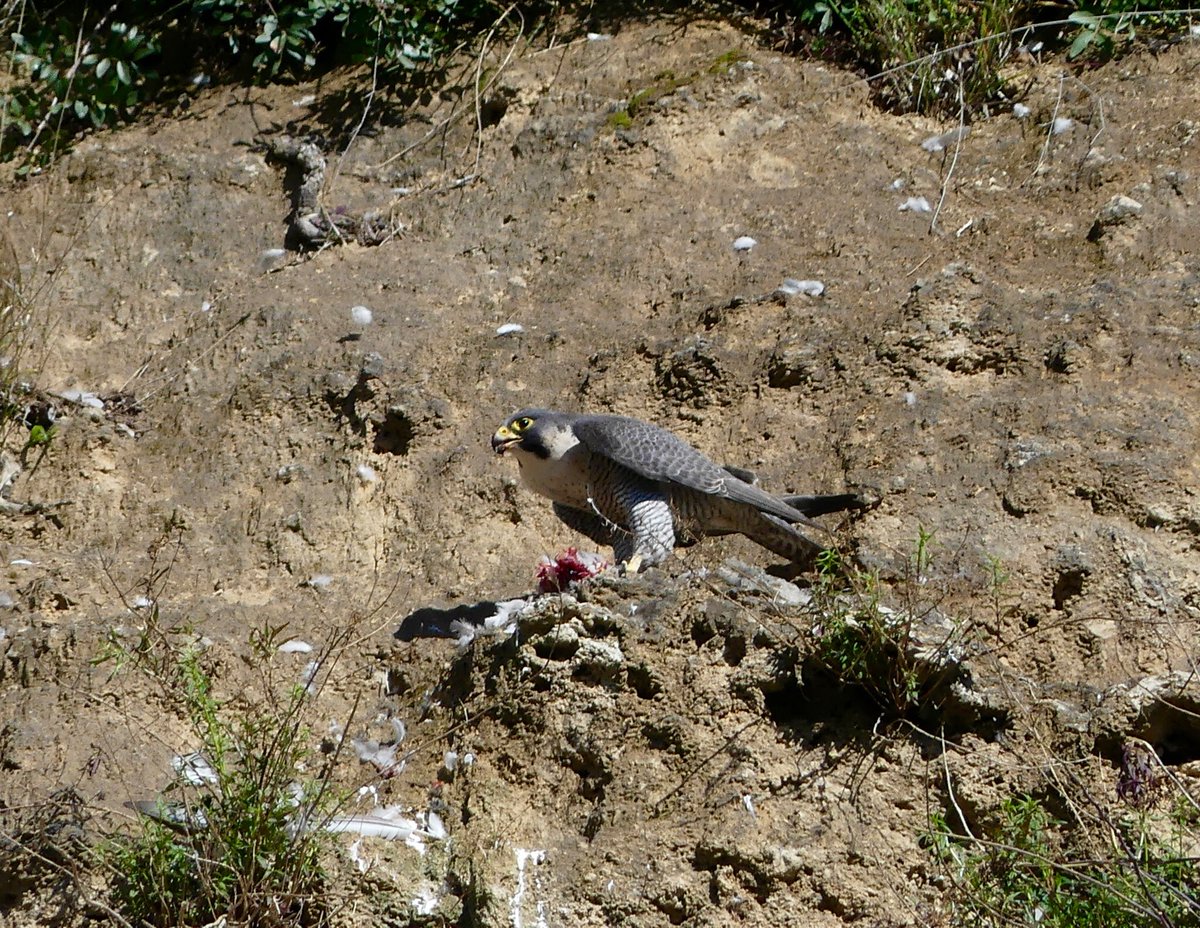 BrunoCignini's tweet photo. ROMA, Falco pellegrino con piccione appena predato su una parete a poca distanza dal Centro Storico. https://t.co/Xll5M4bAyM