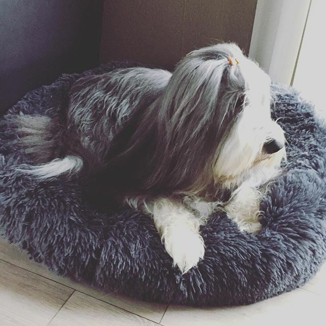 Dreamdog tweet media