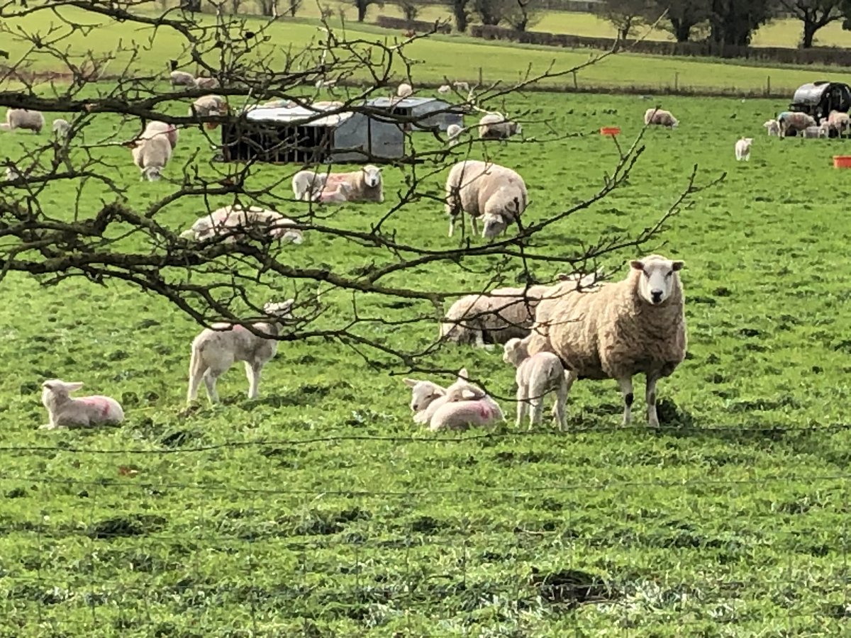 Hope of spring in Dedham Vale last weekend