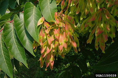 ShawneeNF's tweet photo. Ailanthus (Tree-of-heaven) is an aggressive non-native invader of mixed hardwood forests, where it can outcompete native vegetation, including both trees and other plants. For more information visit https://t.co/m5IHO4UcLR #InvasiveSpeciesAwarenessWeek https://t.co/i7JQjqmJRs