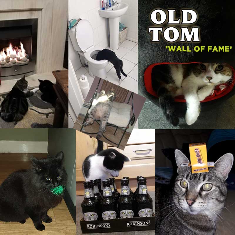 Old Tom Beer tweet media