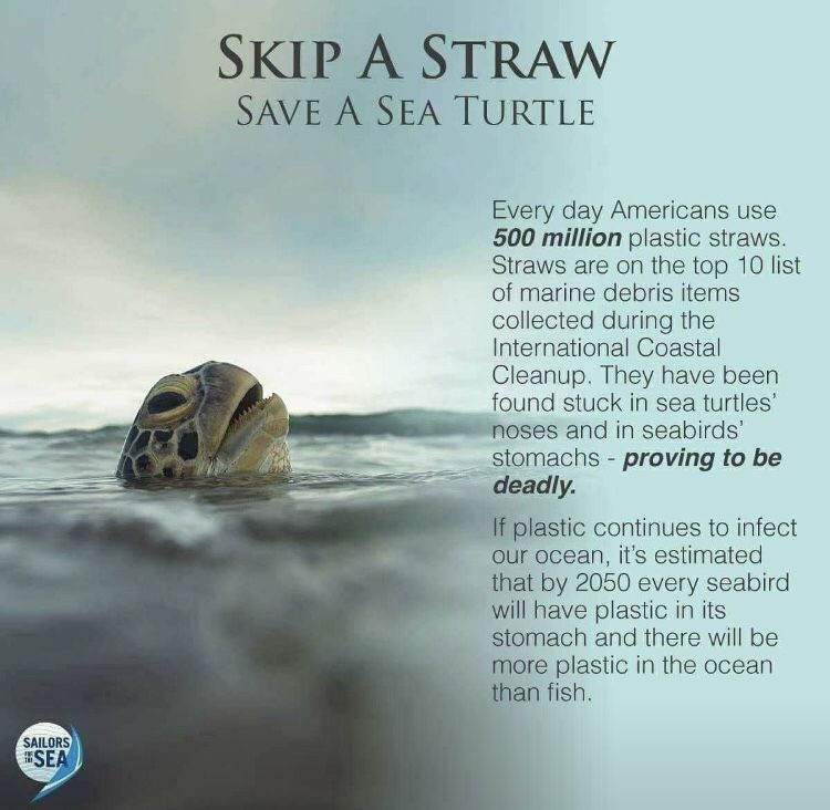 Skip the plastic straws and save the sea turtles 🐢  
“Only we humans make waste that nature can’t digest.” Charles Moore
#seaturtles #savetheturtles #ocean #skipthestrawday #nomoreplastic #water #savetheplanet #noexcuses