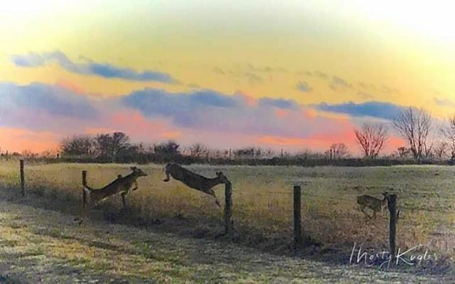 AroundKansas's tweet photo. Near Garden Plain, Kansas, Marty Kugler captured the deer coming out for the evening. This one turned out like a water color painting, so lovely! #AroundKansas #kansasisbeautiful #kansaswildlife #kansasskies #kansassunset #sunset #naturephotography https://t.co/hIPHDrLxrE