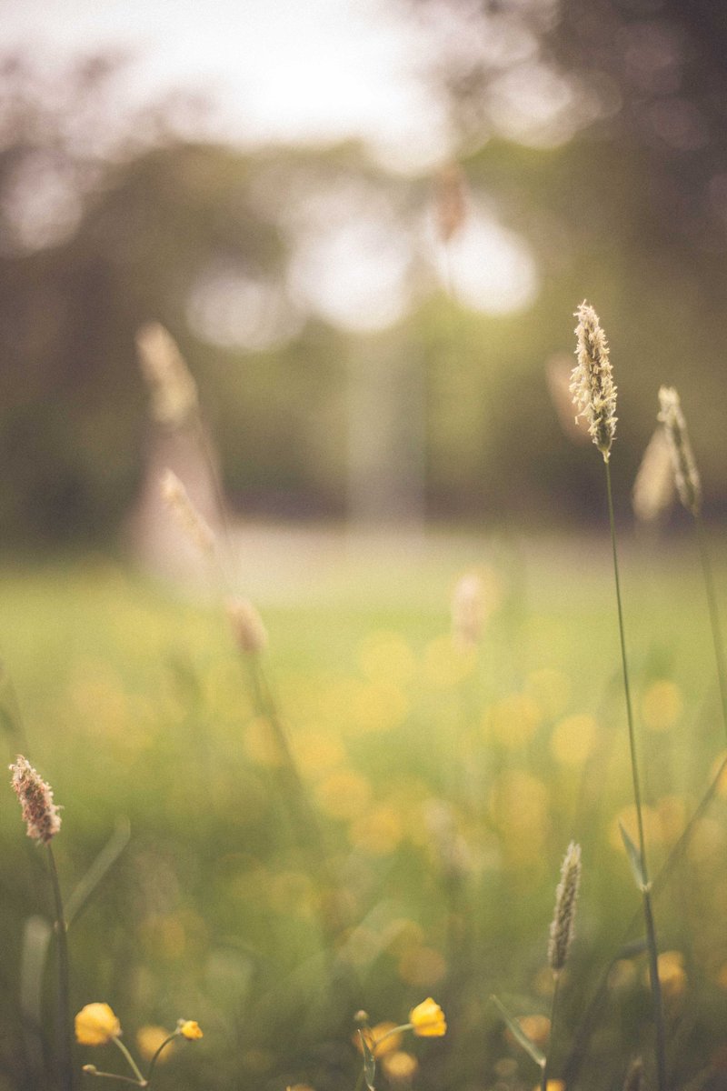 wallpaperworld9's tweet photo. Checkout Beautiful 4K, HD Mobile Wallpapers collection in Wallpaper World by PixaBro

 #grass #spring #sunlight #morning #sky #meadow #wildflower #flower #atmosphere #flora #hdwallpaper #hdbackgrounds

Image Source:
https://t.co/twtEbu9ok9 by Nanda Green https://t.co/eGn5insrdb