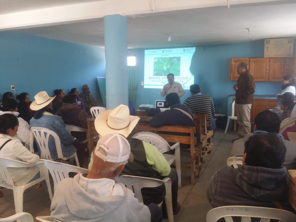 DDR06_HGO's tweet photo. CAPACITACIÓN A PRODUCTORES EN EL CULTIVO DE MANZANO, EN EL MUNICIPIO DE ZIMAPAN, HGO. SOBRE LA FERTILIZACIÓN, CON EL FIN DE MEJORAR LA PRODUCTIVIDAD Y DISMINUIR COSTOS DE PRODUCCIÓN CON UN APROVECHAMIENTO SUSTENTABLE DE LOS RECURSOS NATURALES #CESAVEH #SADER https://t.co/yWnkC5OYgN