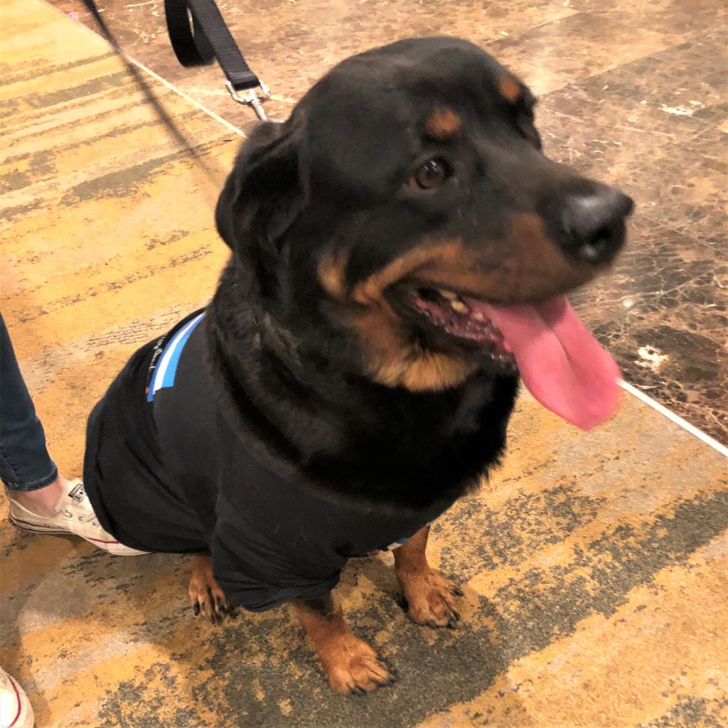 Time for another #DogOfDoubleTree. Meet Eva! We love to see furry friends traveling with their owners. Stay with us if you are traveling with your pet.