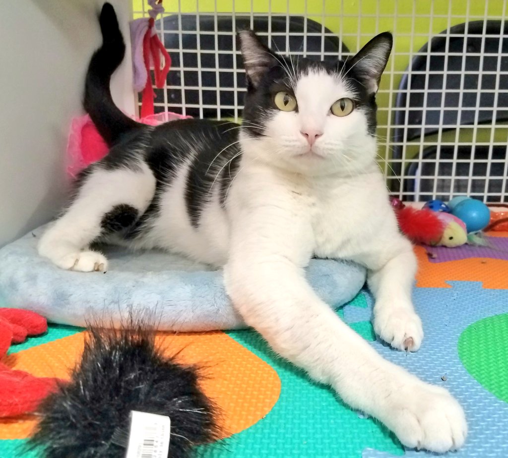 kittybungalow's tweet photo. Zelda, Stefano, and Tony are on tour, PURRforming & signing PAWtographs this Fri 5-8, Sat & Sun 1-5 at KB Charter School - @Petco - Westwood arena. Come early to TAILgate & get in PAWsition at the front of the line!
https://t.co/FJoSaVeqCd
#fromhisstohome #AdoptARescueCat #TNR https://t.co/w7k75P6T4a