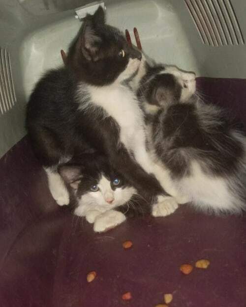 En adopción!!! Estos gatitos buscan urgente un hogar! La persona que los encontró es de Santiago y viaja en unas horas más! Se necesita urgente hogar temporal o alguien que pueda adoptar alguno quedan 3 gatitos! 
Para adoptar hablar al número +56966455082