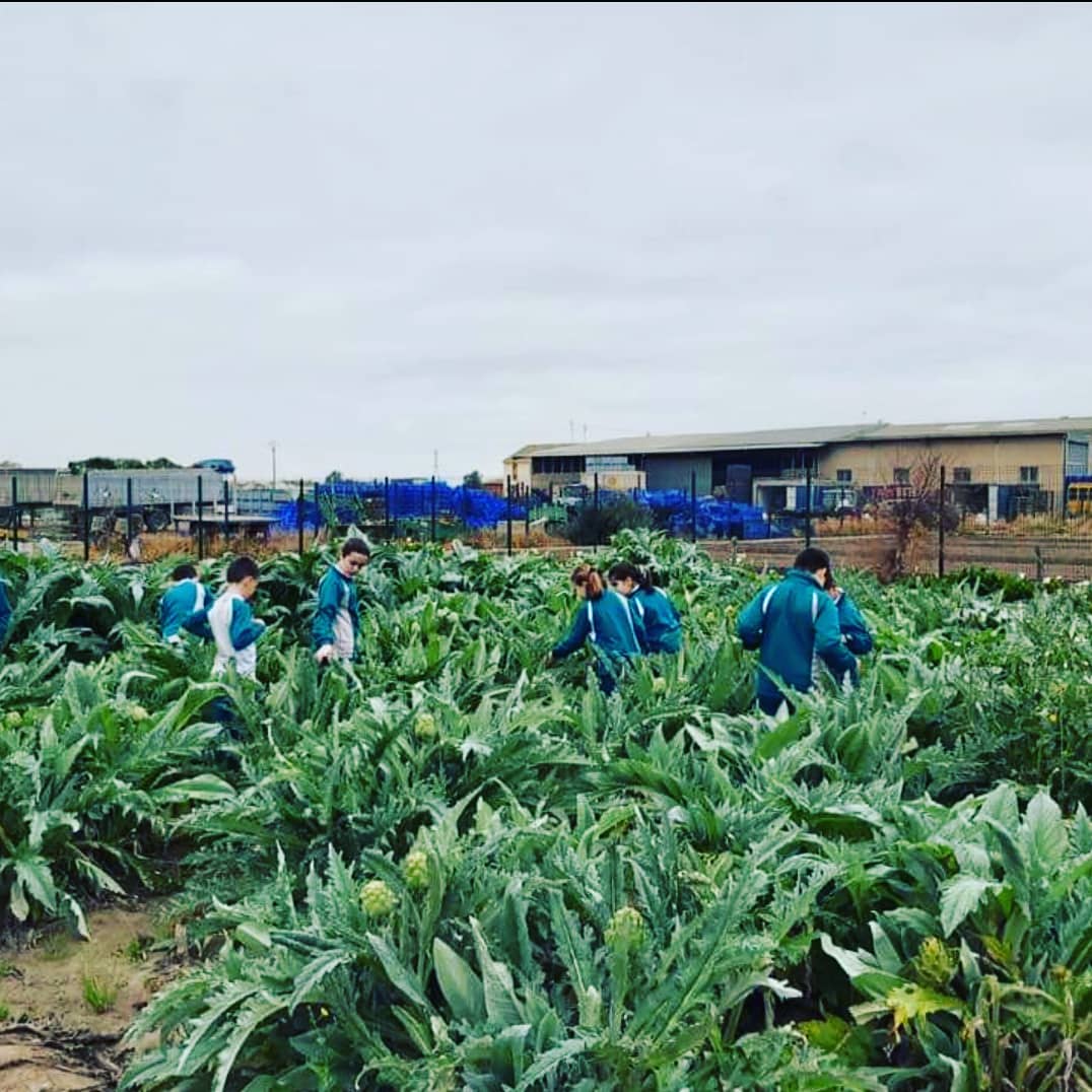 plantaicull's tweet photo. #Cultiusdetemporada, #collint #carxofes i un #card espectacular.
Complementen l'après en classe de forma pràctica i molt divertida en l'#horta.👩🏼🌾👨🏽🌾💚🌱
#xufa #orxata #alquería
#alboraia #undiaenlhorta #visiteseacolars #excursions #alboraiaturisme #MediterraneoEnVivo https://t.co/Wkex3epO2r