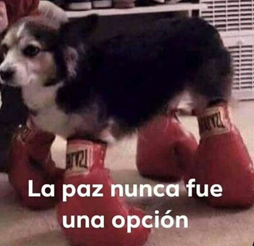 Alpacapacapaca7's tweet photo. #YouTubeGiveUsOurViews

Army: llegaremos a las 90M
Youtube: pues no mi ciela 
Yo: https://t.co/Dkz6Su5CUP