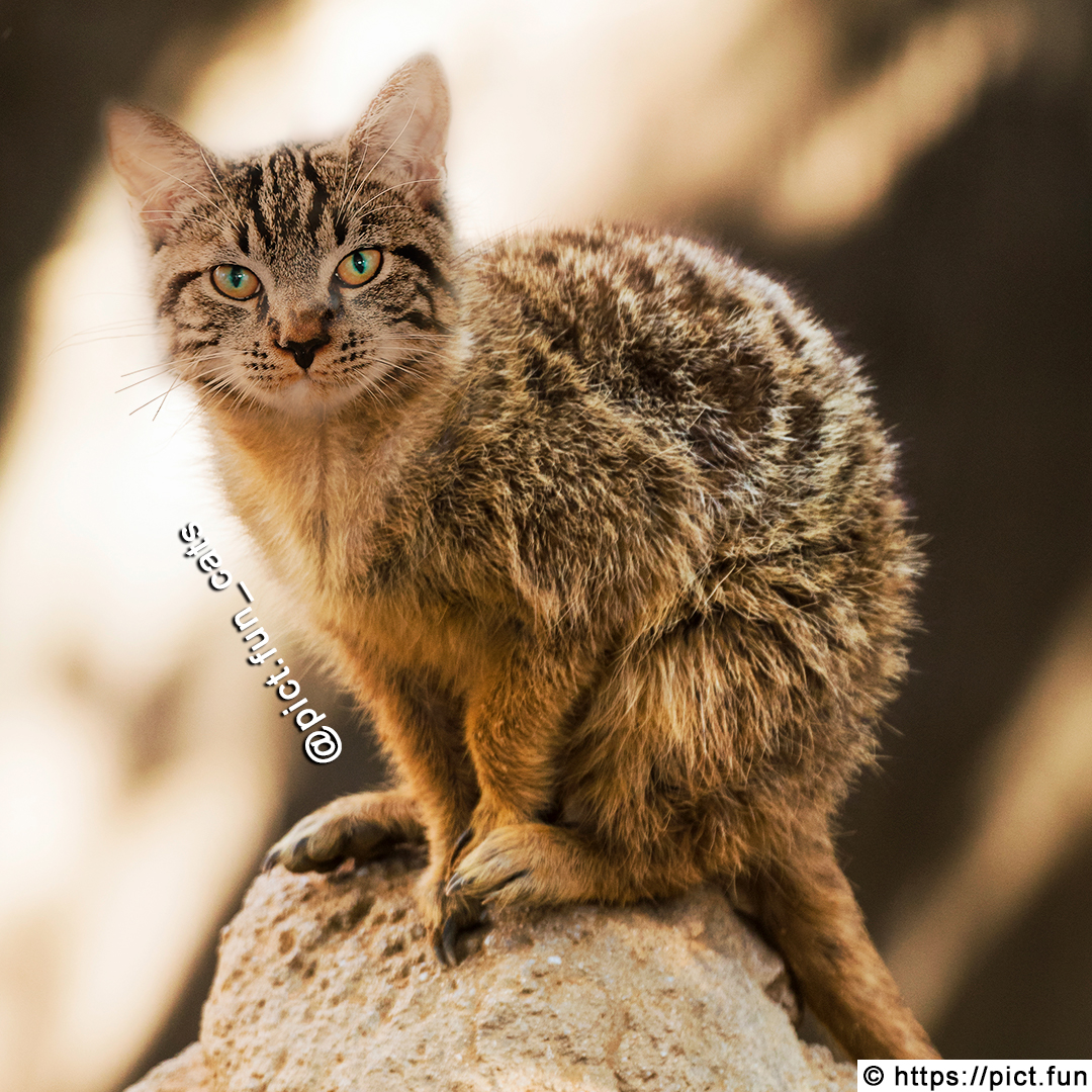 pict_fun's tweet photo. A MeerCat 🐁

#pict_fun #cats #catstagram #catsofinstagram #meowed #catmemes #purr #cats_of_world #catsoftwitter #catlovers #lovecats #kawaii #cutecats #purrfect #cutecat #pet #meow #petsagram #petsoftwitter #kitty #animals #cute #cuteanimals #meerkat #cutemeerkat #meerca https://t.co/4JAFulJAl7