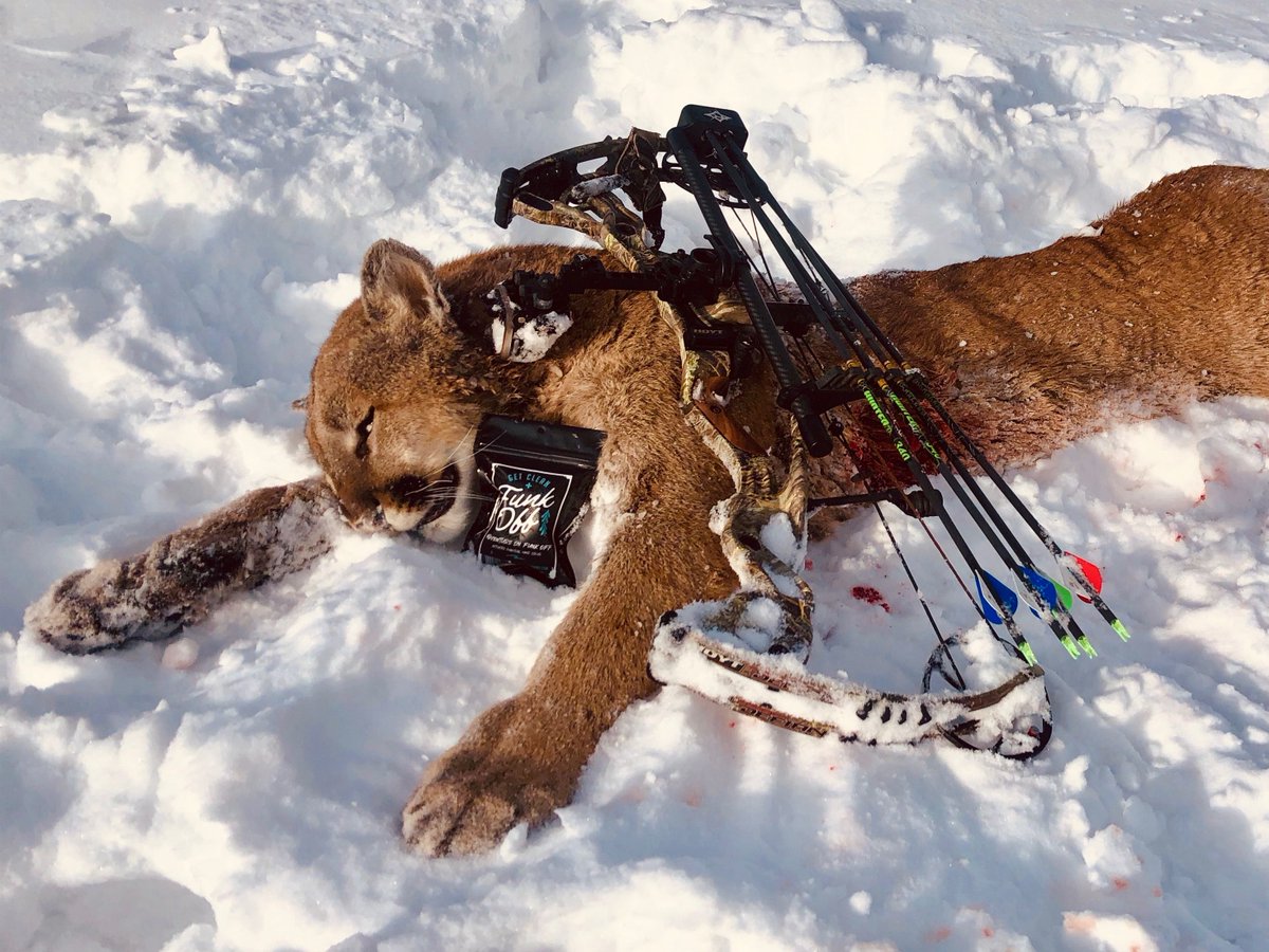 FunkOffOutdoors's tweet photo. Thanks to one of our Funk Off ambassadors for sharing this cat hunt with us! Hunt On, Funk Off! https://t.co/djqqICIGod