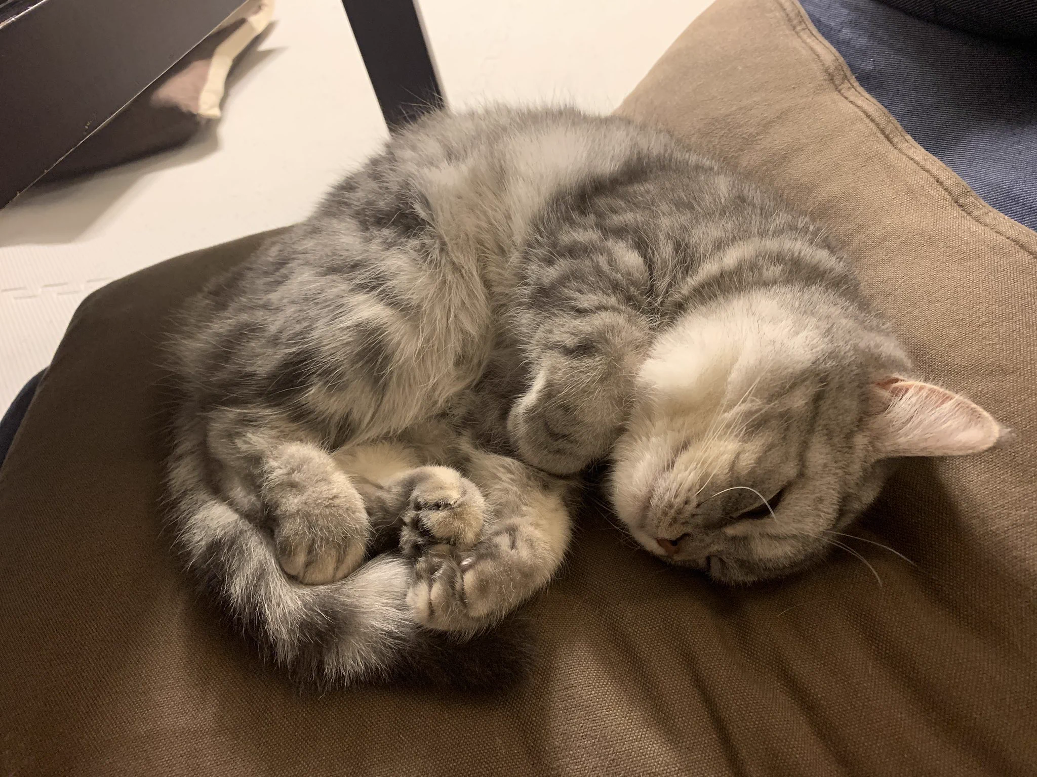 @hidekiccan あたちも…おやちゅみ…💤👼🏻 