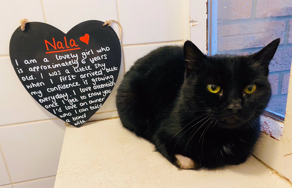 NCLDogCatSheltr's tweet photo. Nala is such a sweet girl who loves her windowsill ๐
Did you know black cats often get overlooked and usually spend the most time with us?
For more info about Nala or any of our animals, please call 0191 215 0435 or visit our Benton Rehoming Centre ๐พ
#FriendsOverTrends https://t.co/gDbXlCRs2A