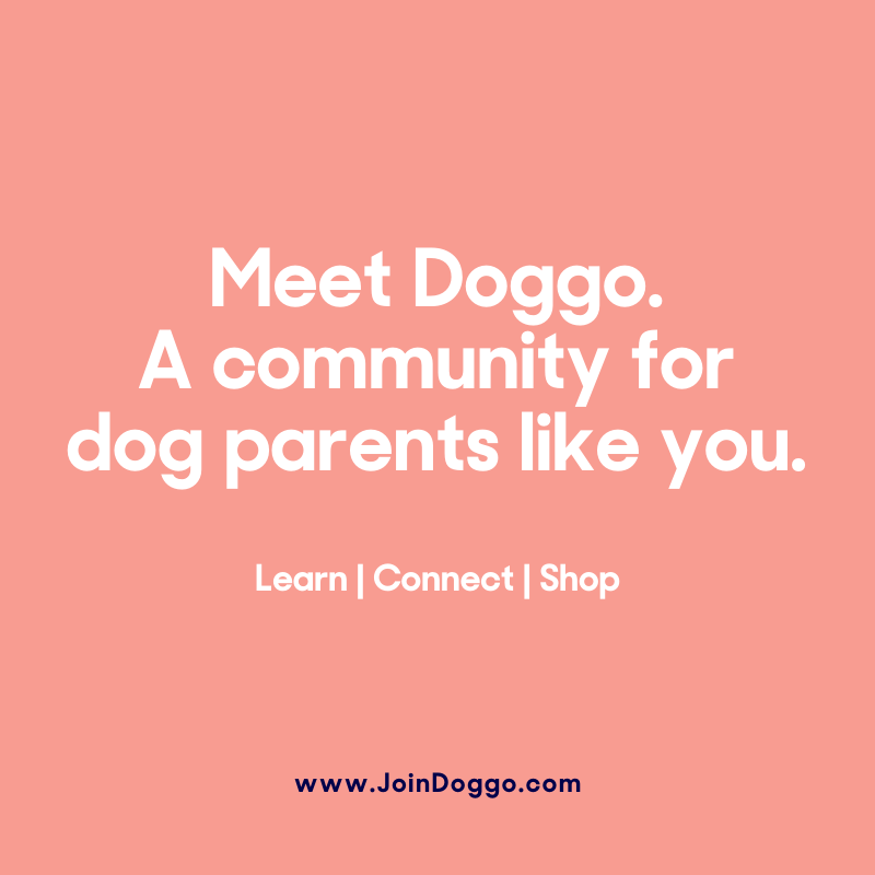 JoinDoggo's tweet image. Meet Doggo. Less Guessing, More Playing.