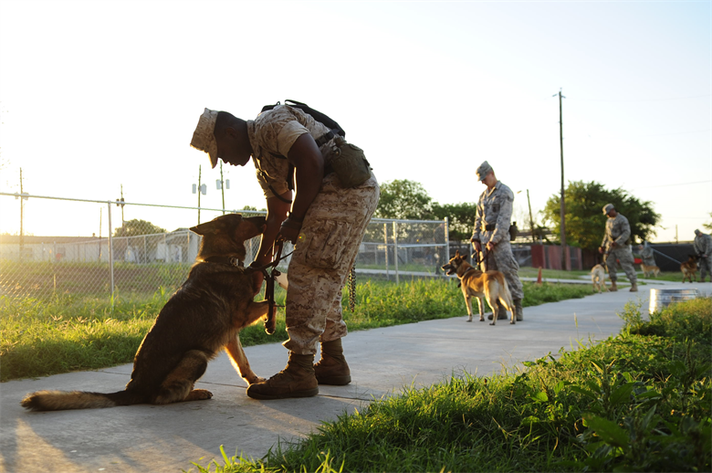 American_trib's tweet photo. Nearly one-third of the people who have spent time in war zones are plagued by flashbacks, bad dreams, guilt, depression, and more. One thing that makes a dramatic impact: service dogs! Find out why in our latest blog: https://t.co/tRvqqcu9na #american #military #dogs #service https://t.co/l9d8i4mRrV