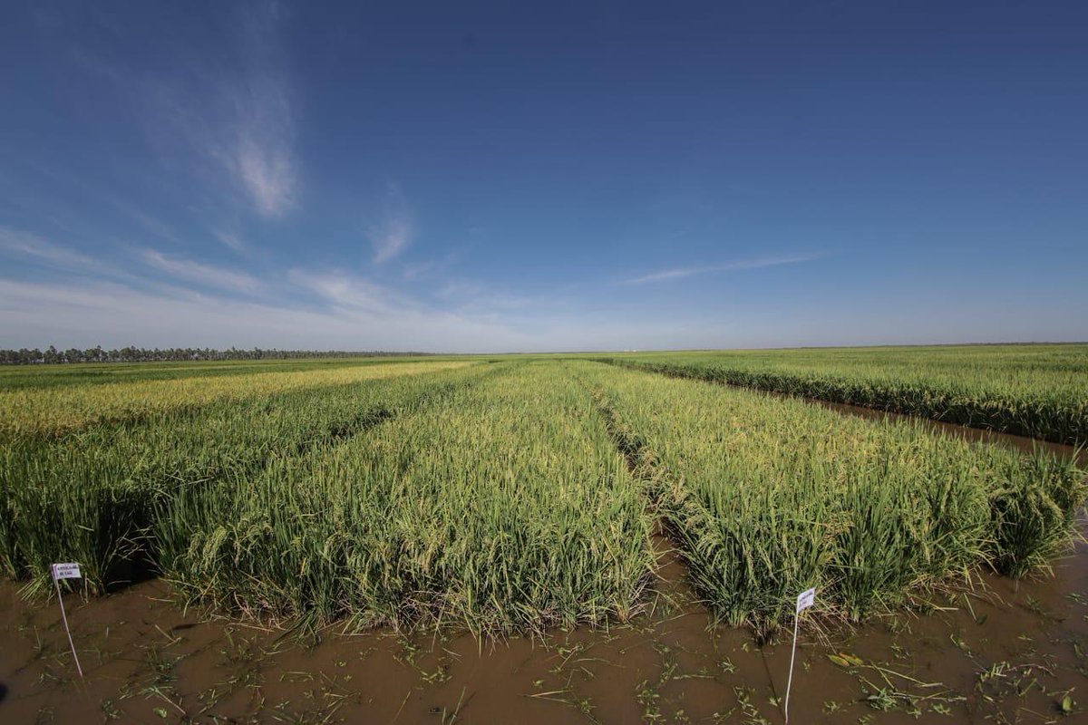 MaritoAbdo's tweet photo. Paso a paso estamos construyendo juntos ese Paraguay que todos anhelamos! 🇵🇾 Si Dios quiere, este año tendremos récord en producción de arroz, soja y sésamo. El #Chaco se está transformando! Excelente día acompañando a los productores de arroz. https://t.co/NPFNZ9sorS