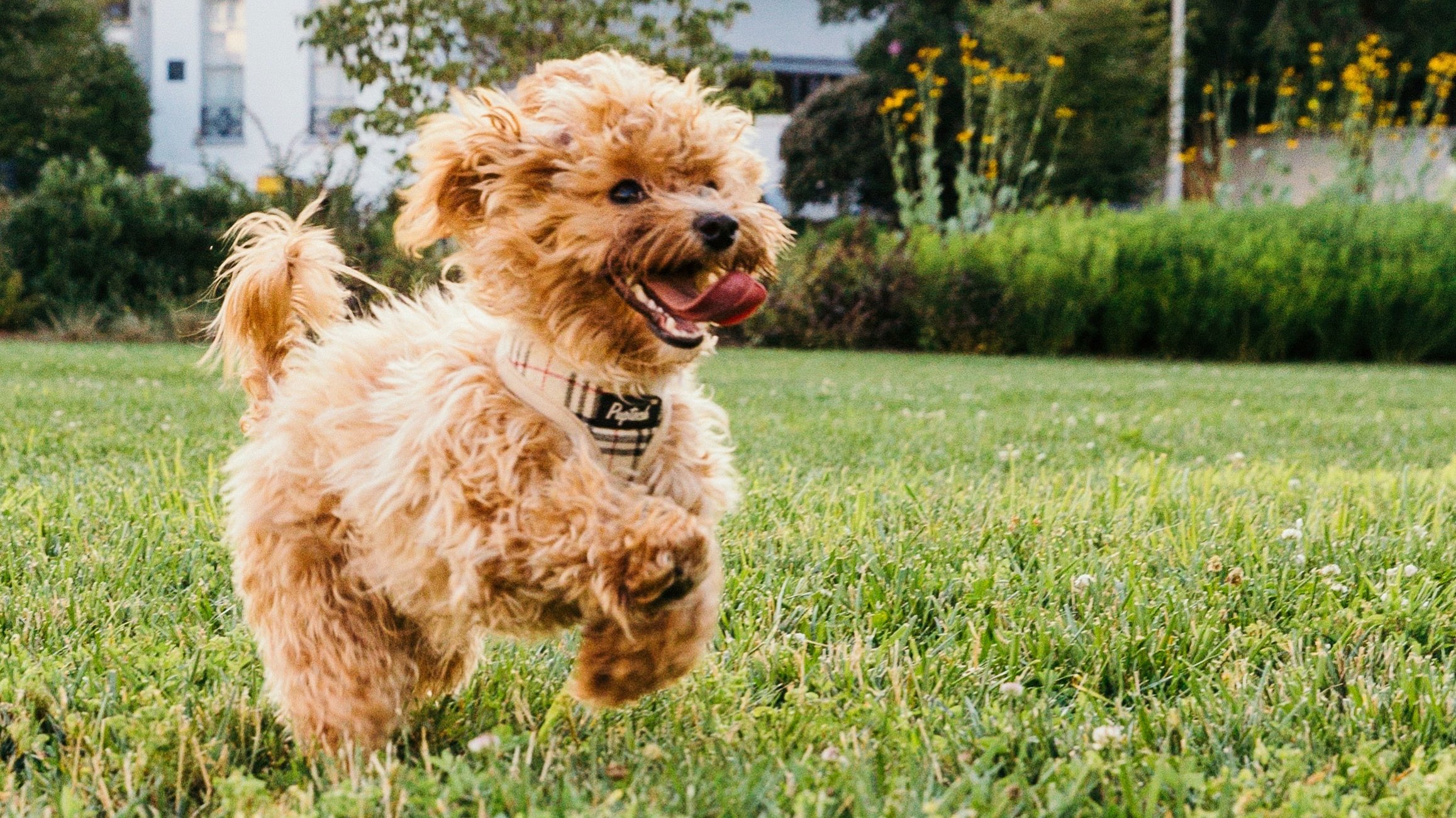 Pets sales by nature