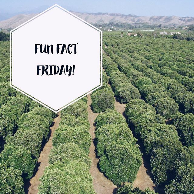 resultsgroupre's tweet photo. Happy Friday everyone! Here’s an interesting fact: back in the day when Redlands was primarily focused on its citrus production 🍊 individuals who owned groves in the city did so well that they could pay for an entire home in just a year! Pretty crazy… https://t.co/KFC8XHbMJp https://t.co/oQdqyJcM2G