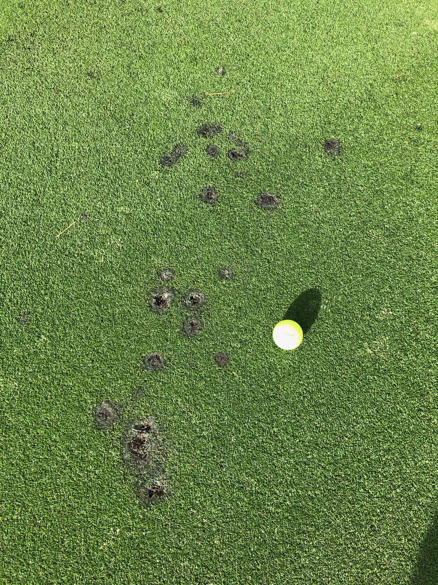 gabetowers's tweet photo. I pray not to offend the #basidiomafia, on today, the holiest of #turfdisease days, #friskyfairyringfriday, but I must ask if anyone can help confirm what I expect to be #peziza in golf greens? Fleshy, lobed, cup fungus creating impressive, wavy voids. #teamasco https://t.co/5opbC0KoEs