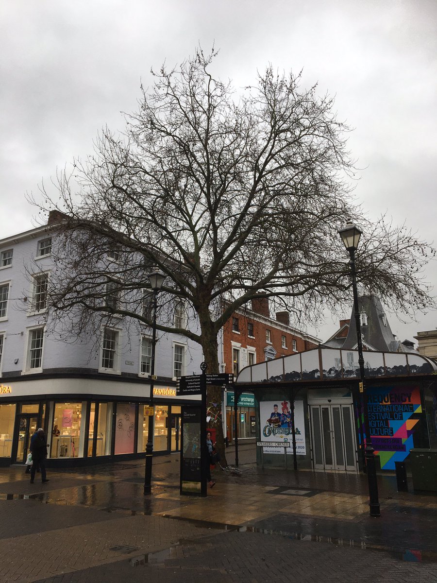 andysims4049's tweet image. Hopefully this lovely old plane tree on the High street has been saved. @lincolncouncil #protectourtrees