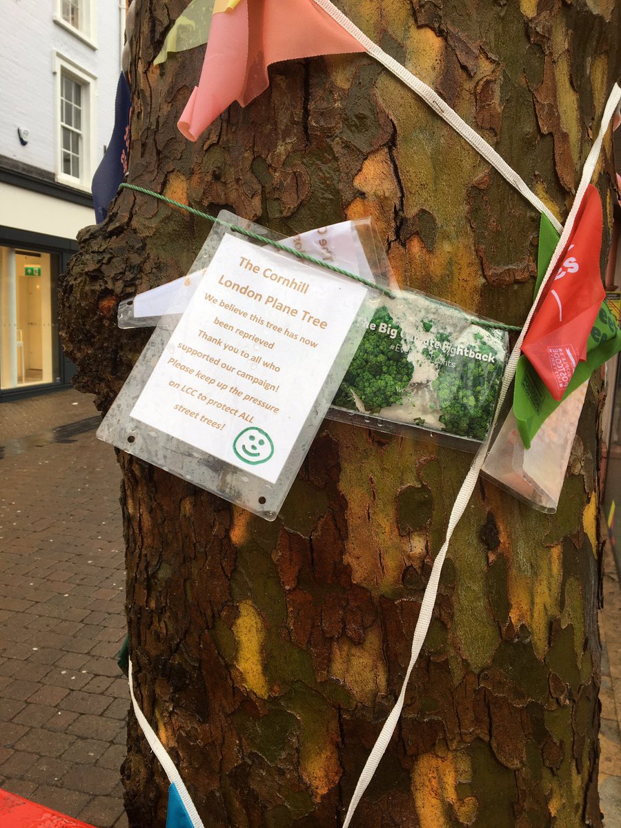 andysims4049's tweet image. Hopefully this lovely old plane tree on the High street has been saved. @lincolncouncil #protectourtrees