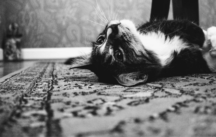 goodrichclean's tweet photo. Urine Trouble: Effective Tips for Preventing Your Pet From Staining Your Persian Rug https://t.co/gAcpJoghfM https://t.co/2NU9FKSn5b #goodrichcleaning #housecleaing #commercialcleaning #carpetcleaning https://t.co/CDnNWcrwza